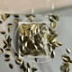 Leaf Sequins Gold-10G