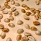 Plastic Shells-12pcs